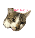 我が家のレオンスタンプ（個別スタンプ：8）