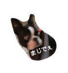 Dairy life of Terry（個別スタンプ：5）