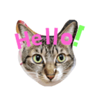cat.cat.2（個別スタンプ：1）
