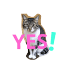 cat.cat.2（個別スタンプ：2）