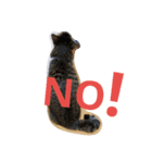 cat.cat.2（個別スタンプ：3）