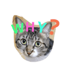 cat.cat.2（個別スタンプ：4）