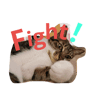cat.cat.2（個別スタンプ：7）