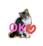 cat.cat.2（個別スタンプ：8）
