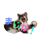 cat.cat.（個別スタンプ：1）