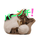 cat.cat.（個別スタンプ：2）