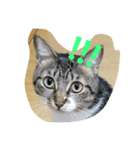 cat.cat.（個別スタンプ：3）