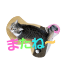 cat.cat.（個別スタンプ：4）