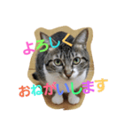 cat.cat.（個別スタンプ：5）