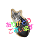 cat.cat.（個別スタンプ：6）