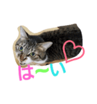 cat.cat.（個別スタンプ：7）