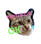 cat.cat.（個別スタンプ：8）