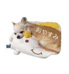 高倉家に住むベリープリティなマリンちゃん（個別スタンプ：1）