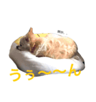 高倉家に住むベリープリティなマリンちゃん（個別スタンプ：5）