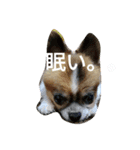 rikochip（個別スタンプ：4）