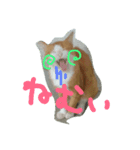 身近にいそうな ねこといぬ（個別スタンプ：1）