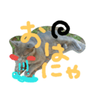 身近にいそうな ねこといぬ（個別スタンプ：2）