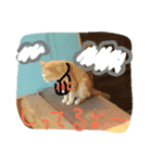 身近にいそうな ねこといぬ（個別スタンプ：3）