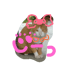 身近にいそうな ねこといぬ（個別スタンプ：5）