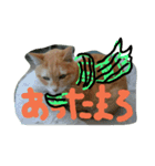 身近にいそうな ねこといぬ（個別スタンプ：7）