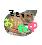 身近にいそうな ねこといぬ（個別スタンプ：8）