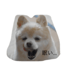 ポメのロン。（個別スタンプ：3）
