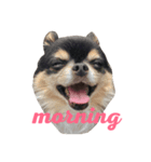 愛犬チワワん（個別スタンプ：1）