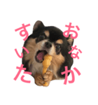 愛犬チワワん（個別スタンプ：2）