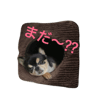 愛犬チワワん（個別スタンプ：3）