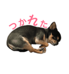 愛犬チワワん（個別スタンプ：4）