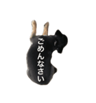 愛犬チワワん（個別スタンプ：5）