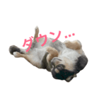 愛犬チワワん（個別スタンプ：7）