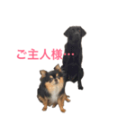 愛犬チワワん（個別スタンプ：8）