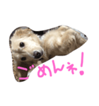サリーの日常（個別スタンプ：2）