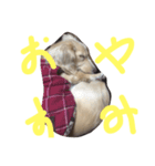 サリーの日常（個別スタンプ：4）