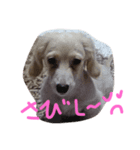 サリーの日常（個別スタンプ：5）