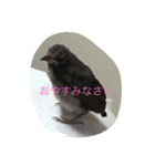 動物鳥（個別スタンプ：1）