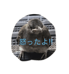動物鳥（個別スタンプ：2）