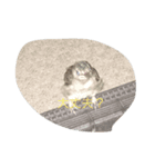 動物鳥（個別スタンプ：3）