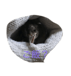 動物鳥（個別スタンプ：4）