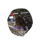 動物鳥（個別スタンプ：5）