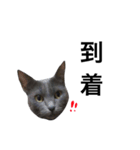灰色猫のミュウちゃん（個別スタンプ：7）