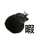 灰色猫のミュウちゃん（個別スタンプ：12）
