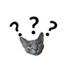 灰色猫のミュウちゃん（個別スタンプ：15）