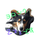 Sheltie Sally 3（個別スタンプ：1）