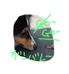 Sheltie Sally 3（個別スタンプ：2）