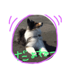 Sheltie Sally 3（個別スタンプ：3）
