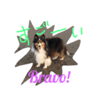 Sheltie Sally 3（個別スタンプ：5）