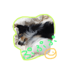 Sheltie Sally 3（個別スタンプ：7）
