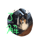 Sheltie Sally 3（個別スタンプ：8）
